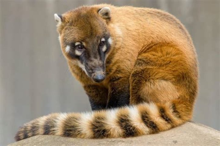 Are coati predators or prey