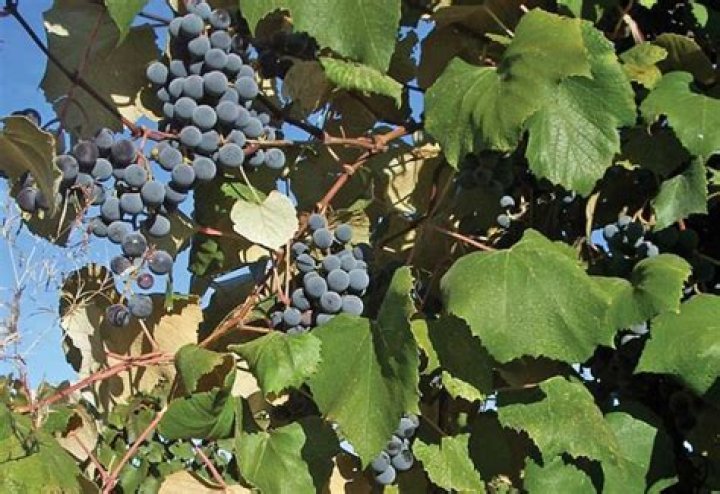 Are Concord grapes native to North America