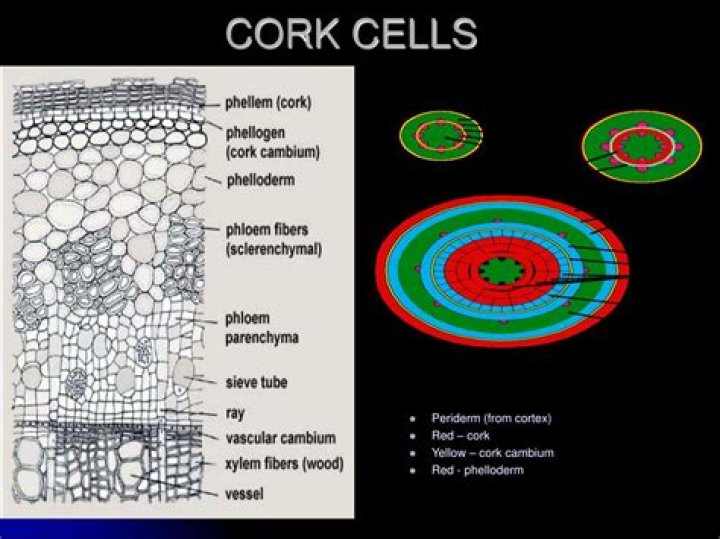 Are cork cells plant cells