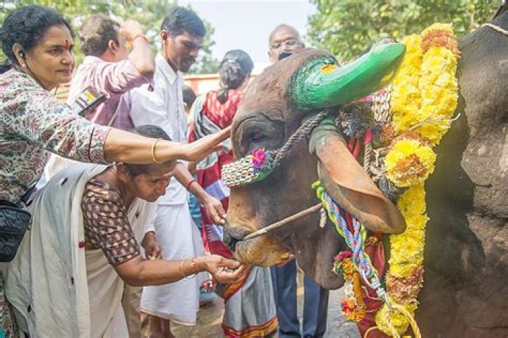 Are cows worshiped in India