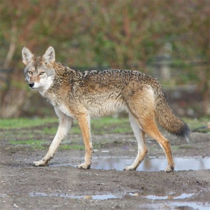 Are coyote invasive species