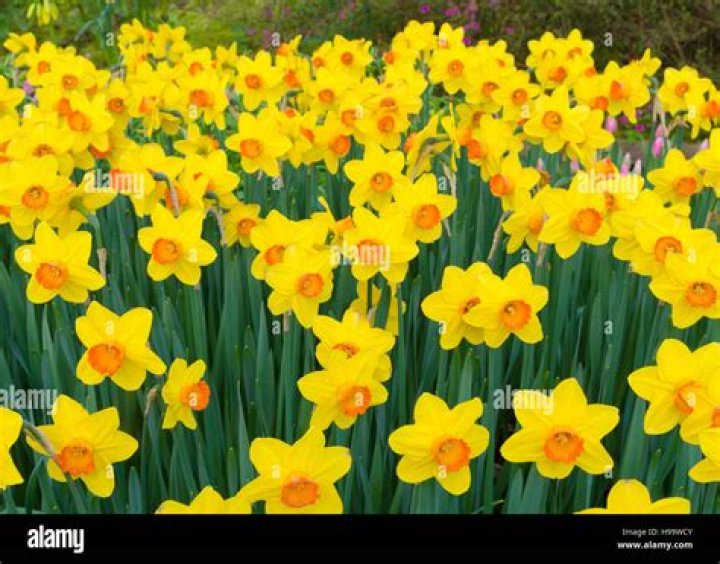 Are daffodils always yellow