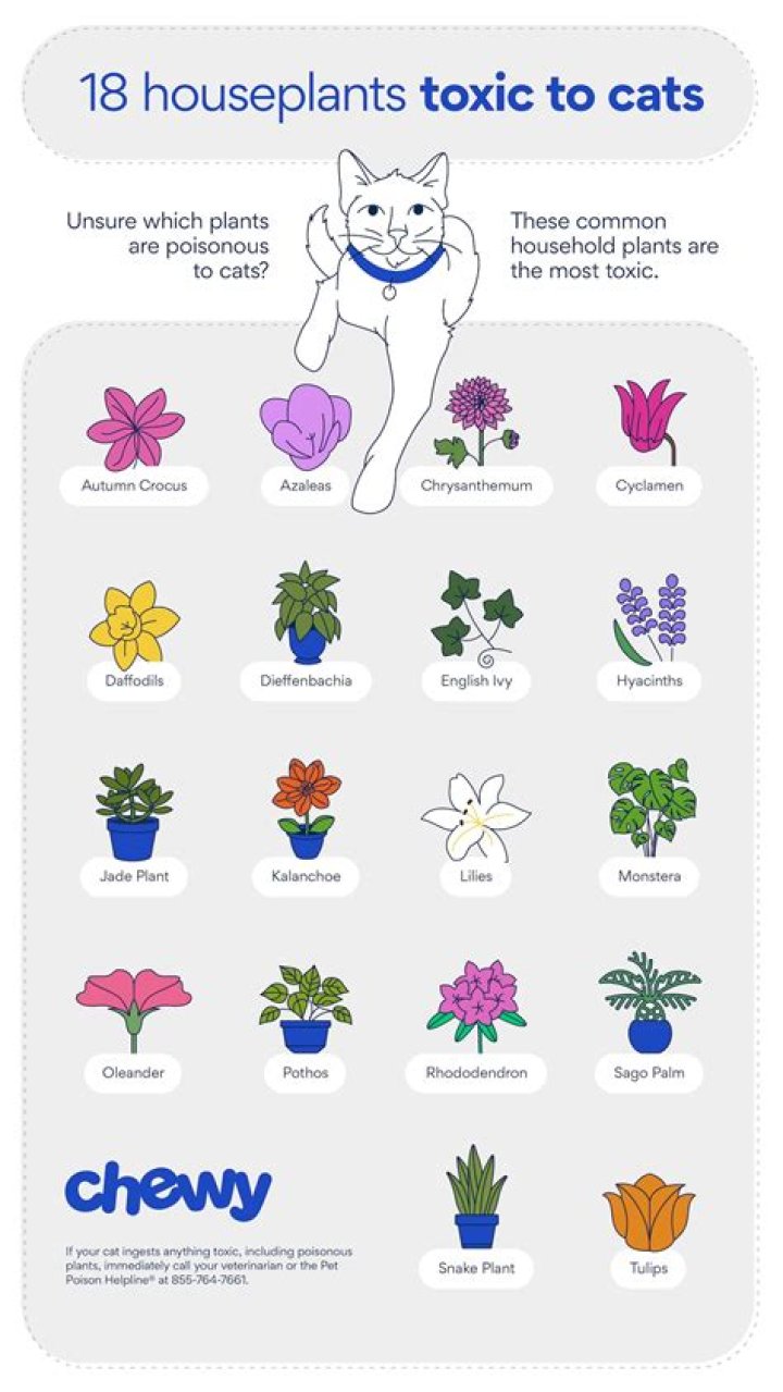 Are Dahlia poisonous to cats