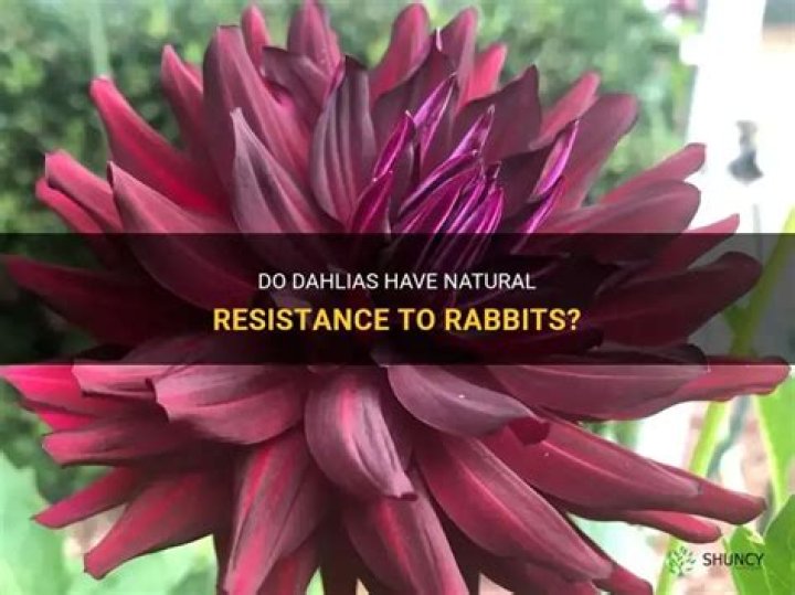 Are Dahlia rabbit resistant