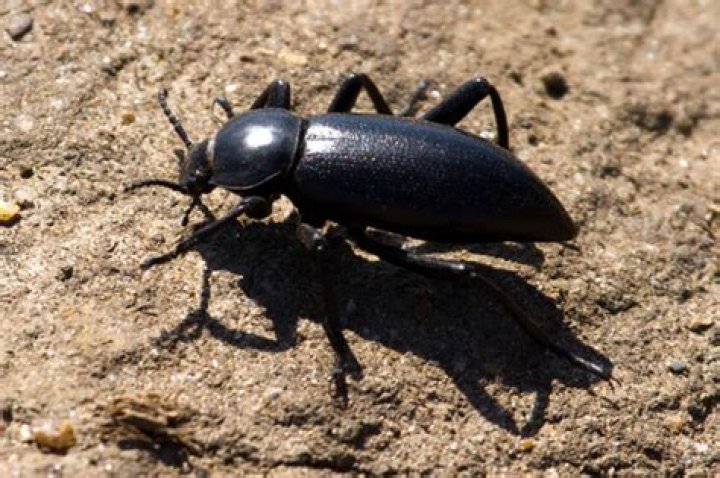 Are darkling beetles toxic