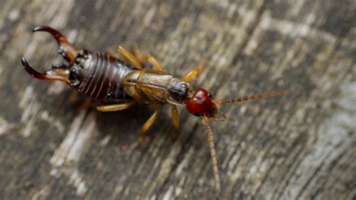 Are earwigs common in homes
