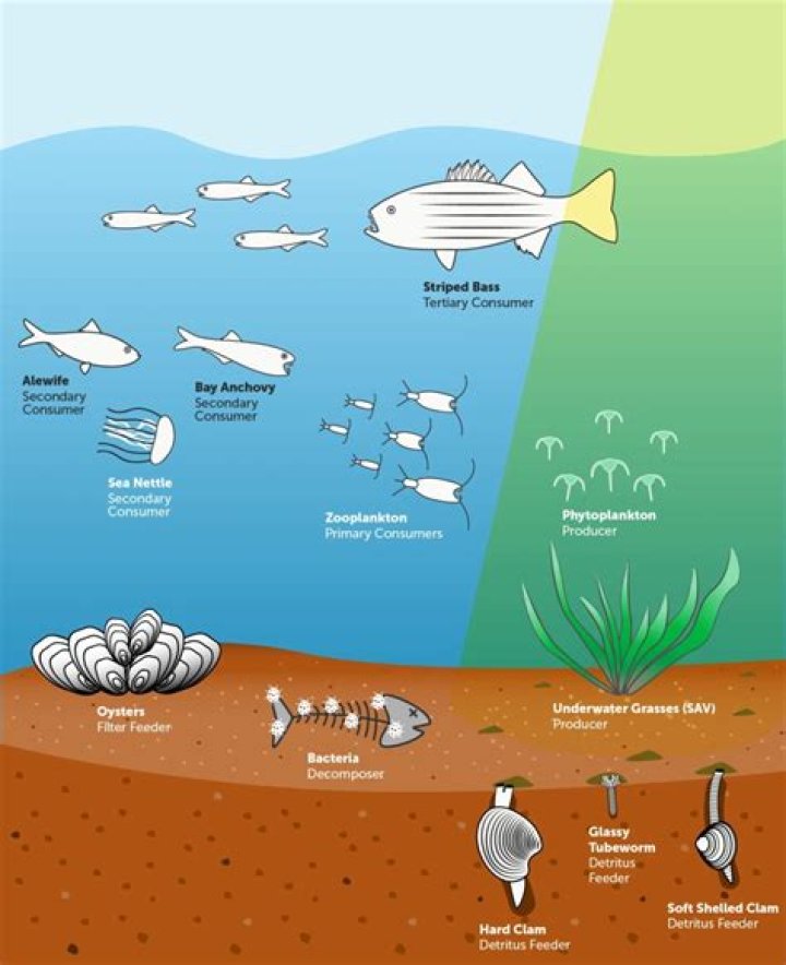 Are Fish Producers consumers or decomposers