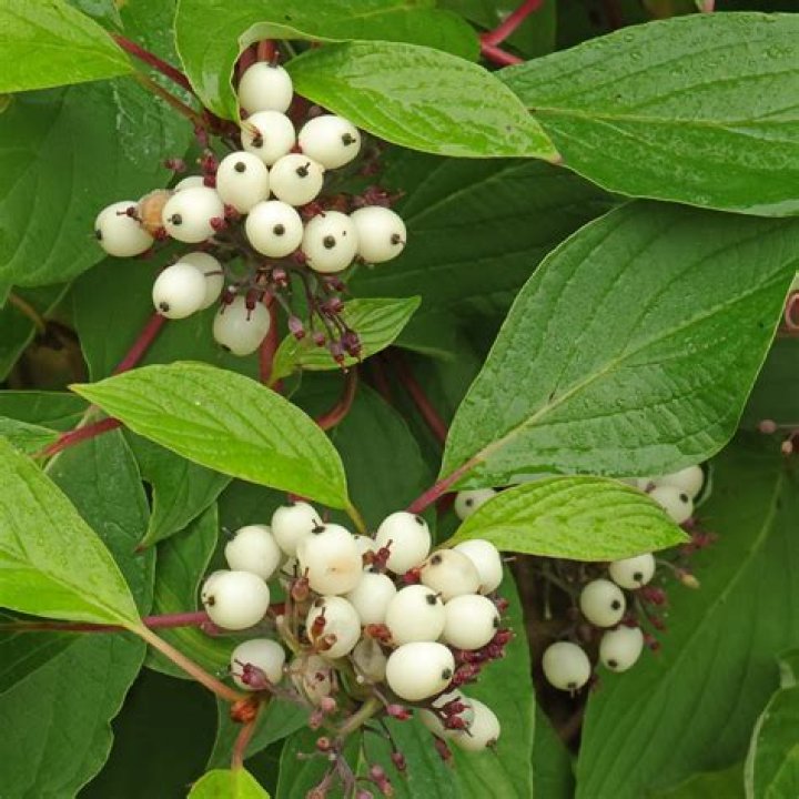 Are flowering dogwood berries poisonous