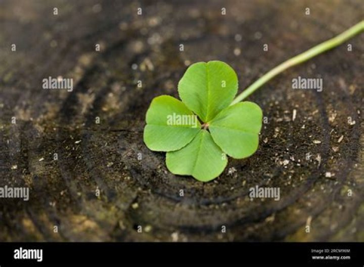 Are four leaf clovers valuable