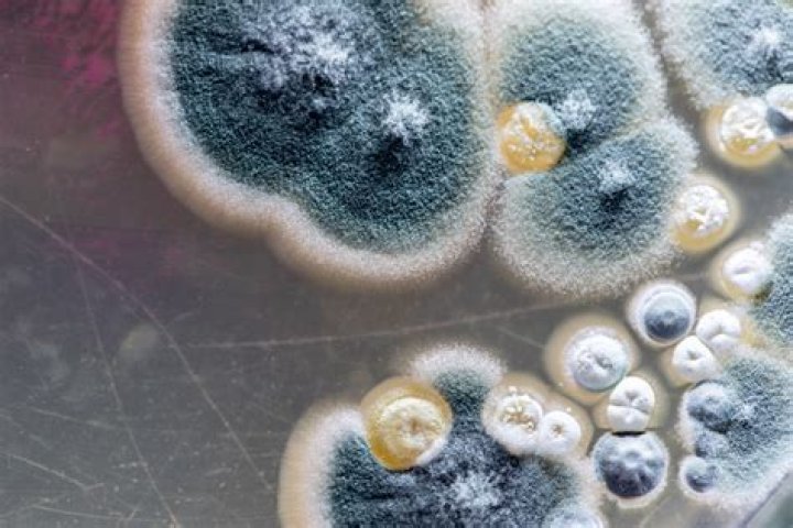 Are fungus spores dangerous