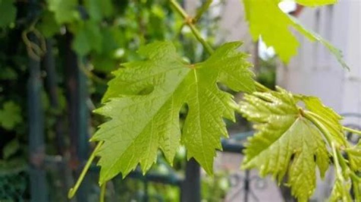 Are grape leaves medicinal