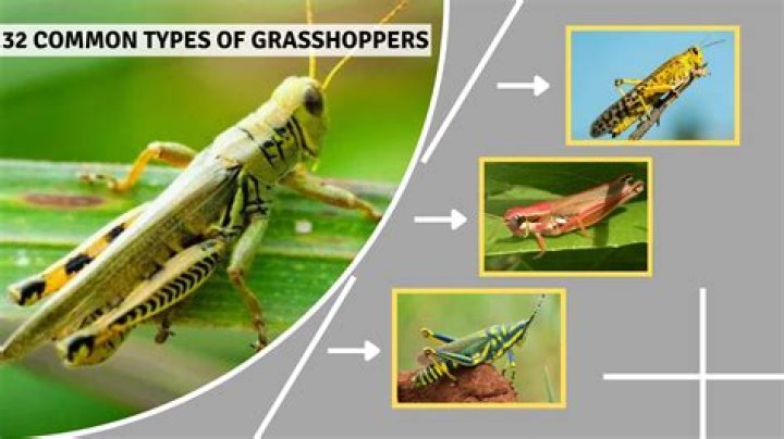 Are grasshoppers beneficial or harmful