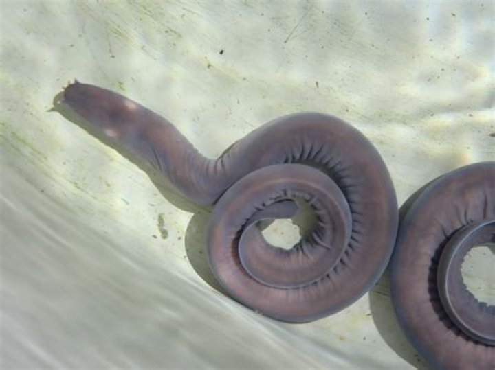 Are hagfish considered fish