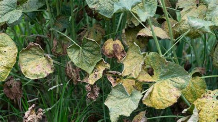 Are hollyhock leaves edible