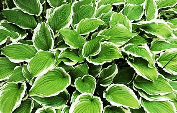 Are hostas leaves poisonous