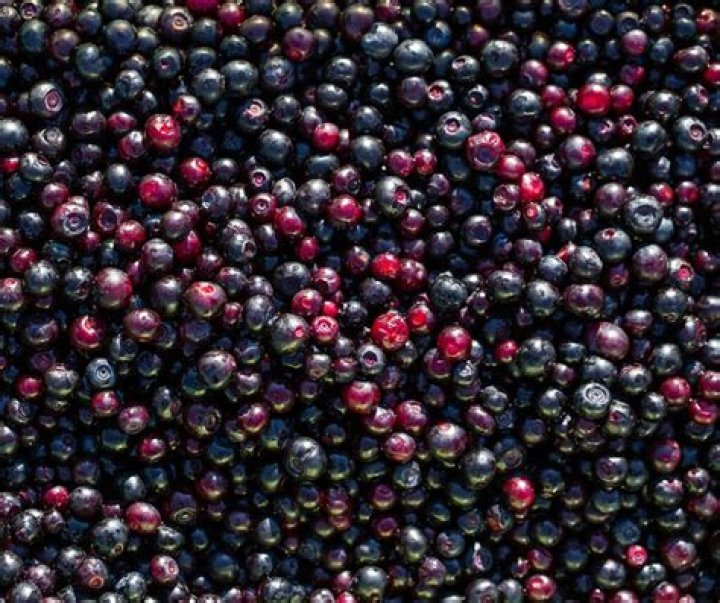 Are huckleberries expensive