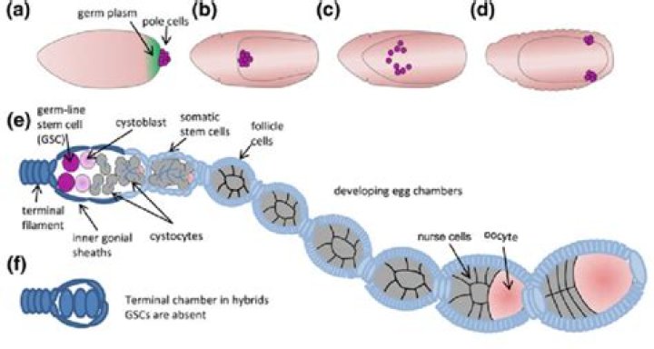 Are hybrid seeds infertile