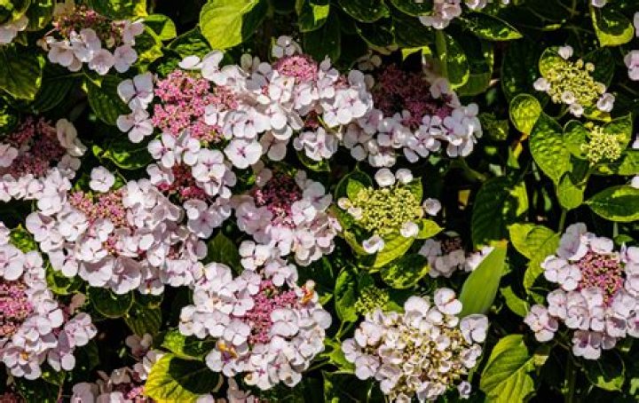 Are hydrangea good for bees