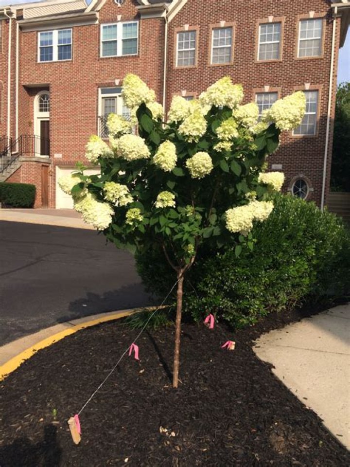 Are hydrangea trees grafted