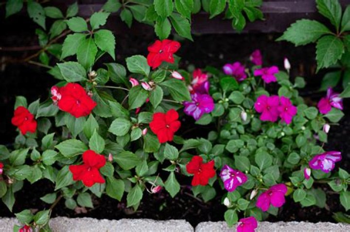 Are impatiens heat tolerant