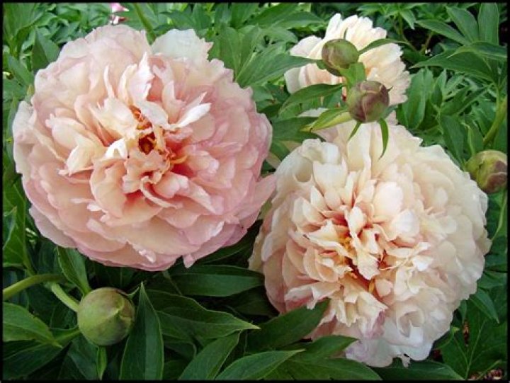 Are Itoh peonies perennials