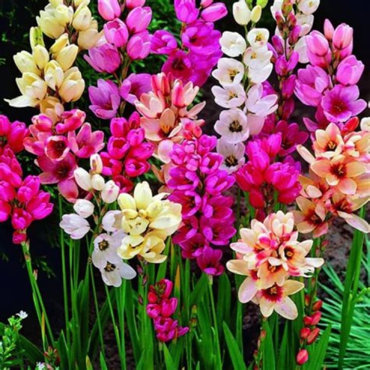 Are Ixia Flowers perennials