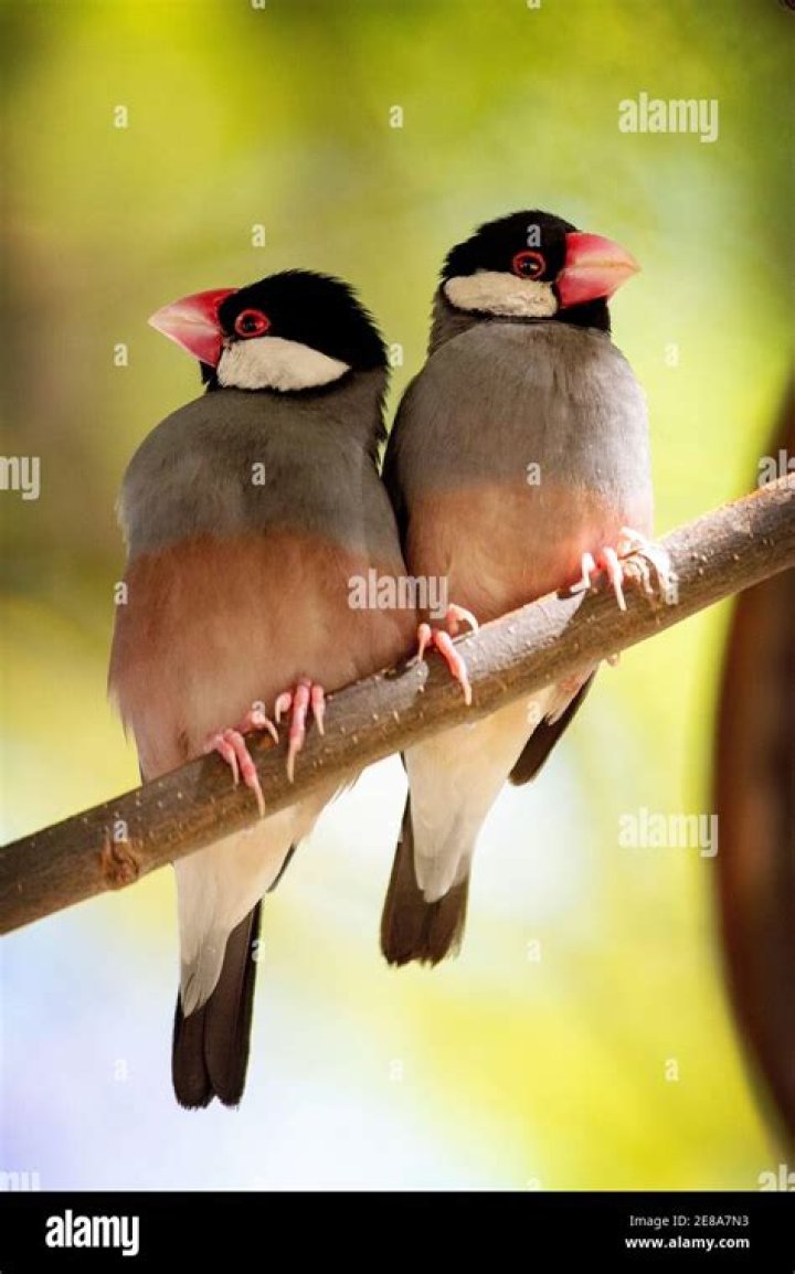 Are Java sparrows good pets