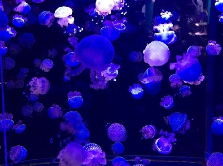 Are jellyfish made of jelly