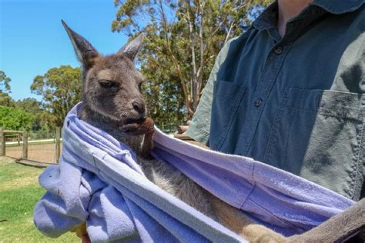 Are kangaroo pouches dirty