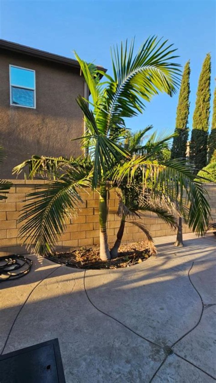Are king palms bad for you