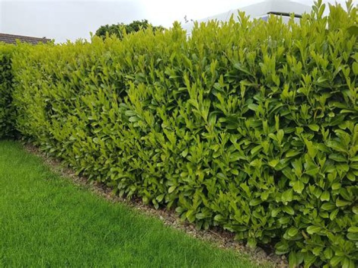 Are laurel hedges Evergreen