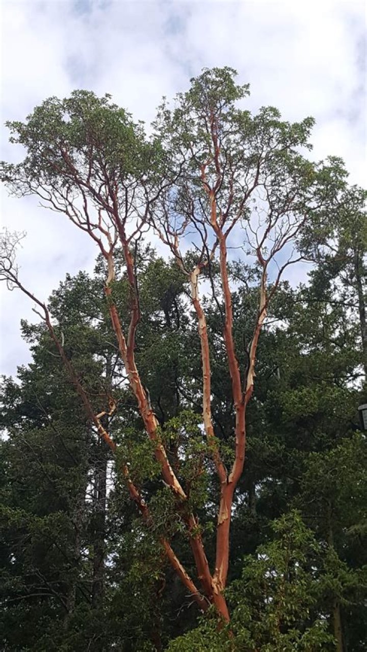 Are madrone trees protected