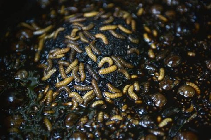Are maggots in compost bad