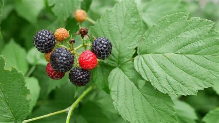 Are Marionberries thornless