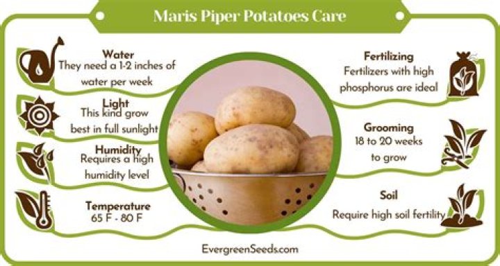 Are Maris Piper potatoes starchy