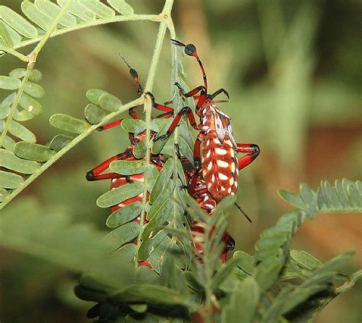 Are Mesquite bugs poisonous