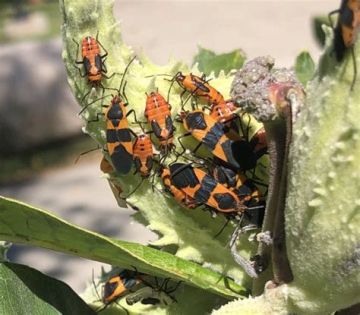 Are milkweed bugs a problem