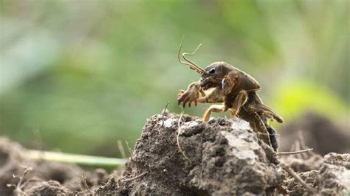 Are mole crickets dangerous