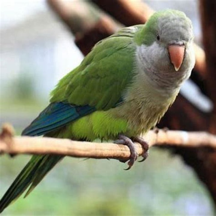 Are monk parakeets illegal