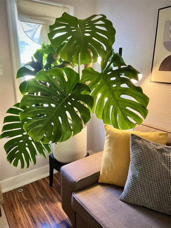 Are Monstera toxic to touch