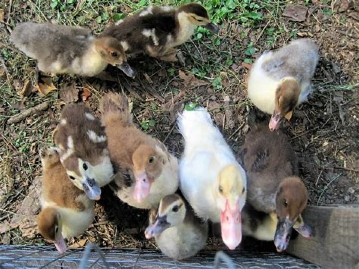 Are Muscovy ducks friendly