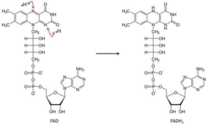 Are NAD and FAD nucleotides