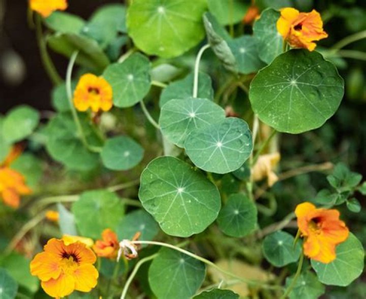 Are nasturtiums a perennial
