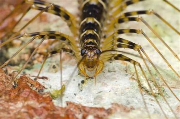 Are NC centipedes poisonous