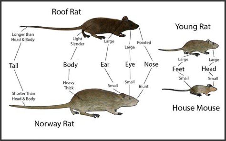 Are Norway rats aggressive