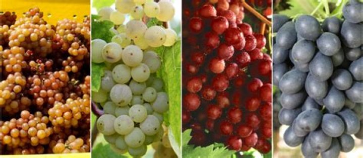 Are old grapes safe to eat