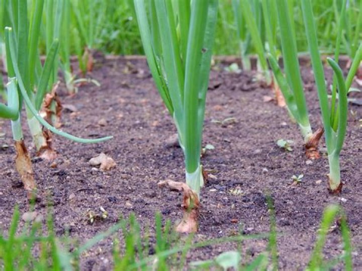 Are onions mostly water