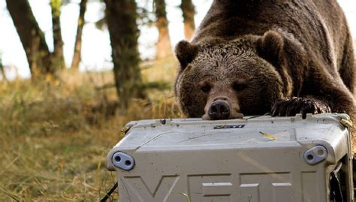 Are Orca coolers bear proof