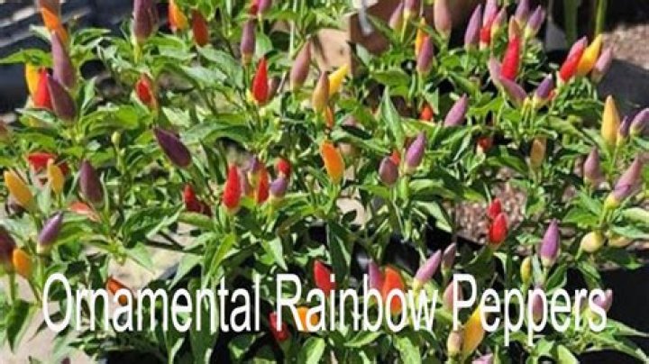 Are ornamental peppers perennial
