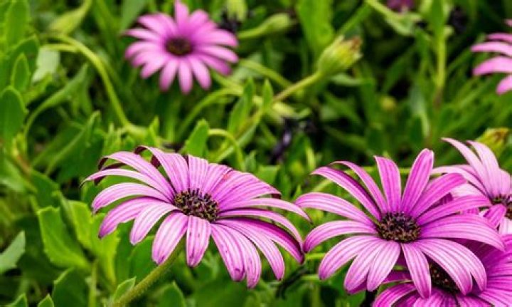 Are Osteospermum poisonous